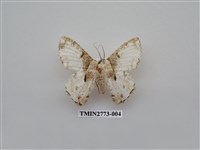 藏品(尺蛾344)的圖片